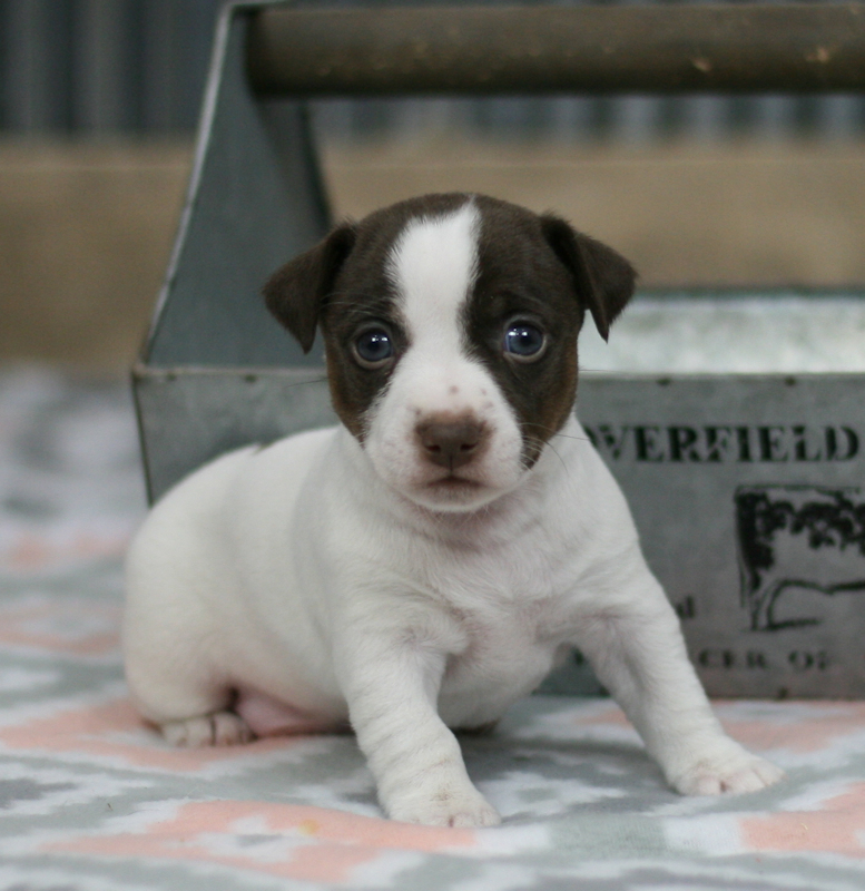 Buy teddy roosevelt terrier puppies Flash Sales Teddy Roosevelt