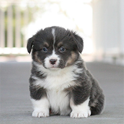 Big Grove Corgis