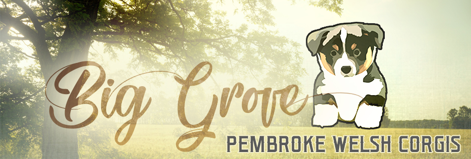 Big Grove Pembroke Welsh Corgis