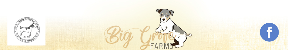 Big Grove Farms - Teddy Roosevelt Terriers